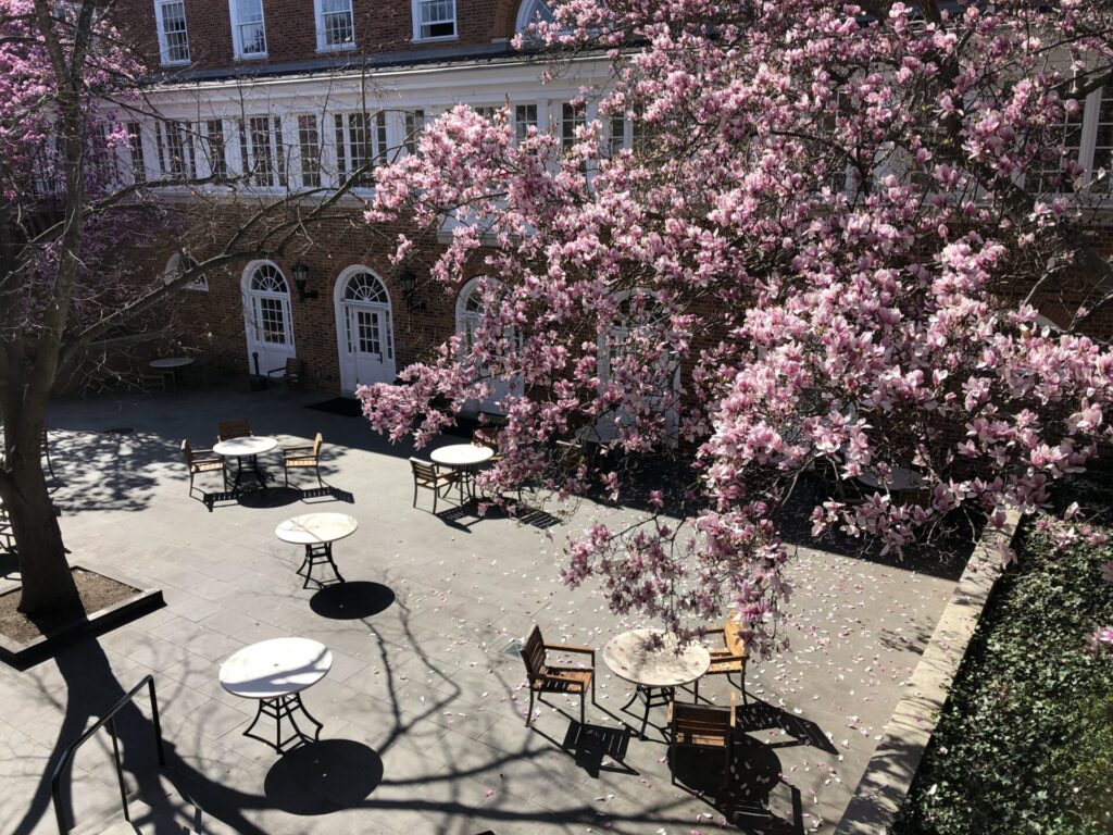 Beispiel Arbeitsplätze im Outdoor-Bereich unter Kirschblüten aus Vogelperspektive